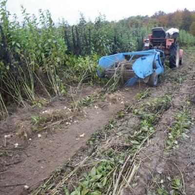 ekologiczna uprawa topinamburu lubelskie